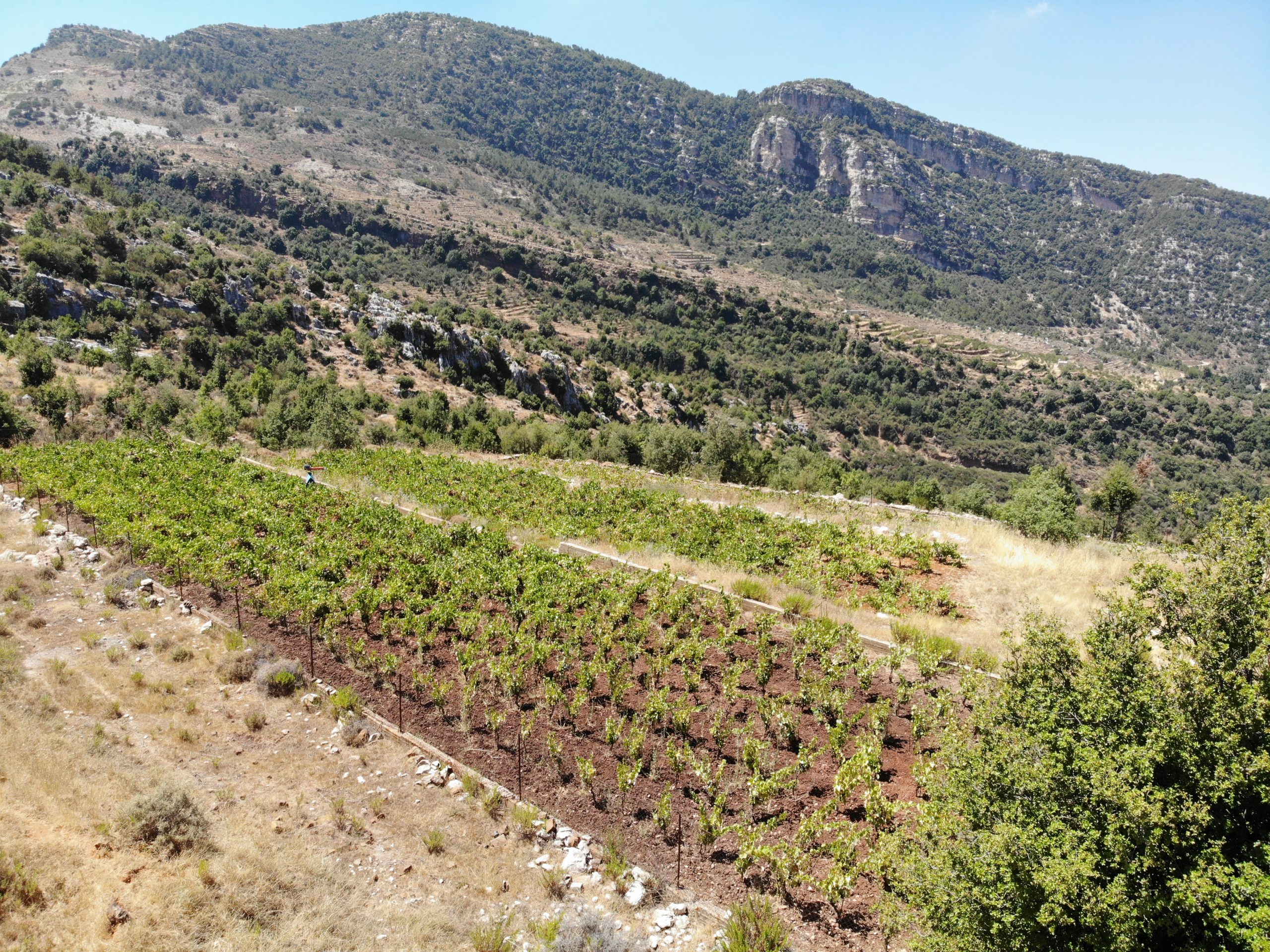 The vines at Mont d'Almaz